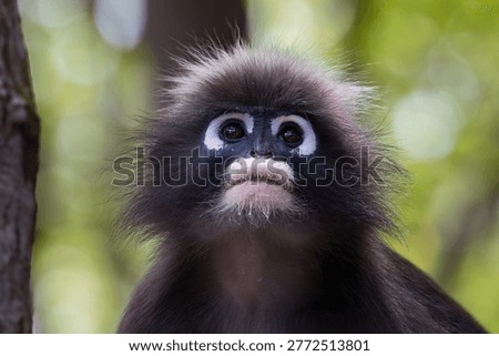 Closeup portrait of a dusky leaf monkey (Trachypithecus obscurus) in the mangrove forest on Railay Beach, Railay, Krabi, southern Thailand. Also called Spectacled Langur, it is an endangered species. 
