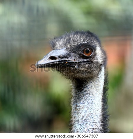 Emu Attack Video