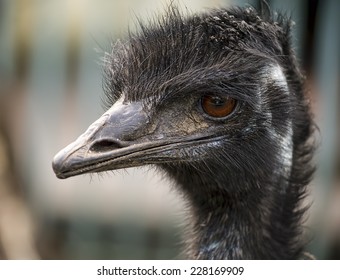 Closeup Portrait Emu Head Stock Photo 228169909 