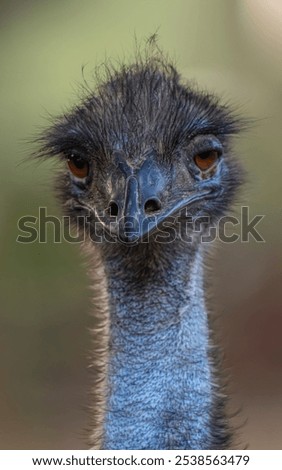 Similar – In the sights of the emus