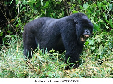 Closeup Portrait Of Endangered Adult Silverback Mountain Gorilla (Gorilla Beringei Beringei) Standing On All Fours Showing Teeth Volcanoes National Park, Rwanda.