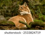 Close-up portrait of an Eurasian Lynx (Lynx lynx) in a zoo