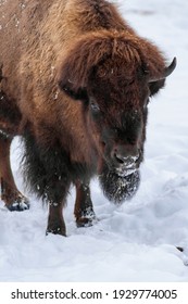 Close-up portrait of  European bison (Bison bonasus), also known as wisent or the European wood bison. Cloudy winter day. Selective focus.