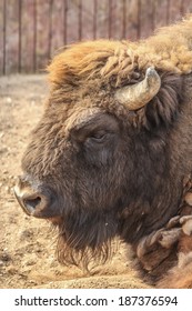 Close-up portrait of European bison in zoo