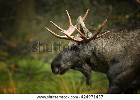 Close-up portrait of european Moose, Alces alces alces, bull (male) from side view in scandinavian forest.  Autumn,Europe. 
