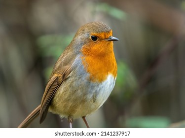 Closeup Portrait Of A European Robin (Erithacus Rubecula). Cute Garden Bird, Norfolk, UK.