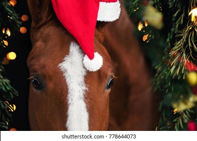 Close-up Portrait, Eyes Chestnut Horse In Christmas Decorations And A Santa Hat, Detail