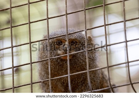 Close-up portrait of the face of a small monkey - pygmy marmoset (Callithrix pygmaea) bred in captivity in a zoo