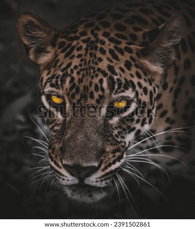 A closeup portrait of a fascinating ferocious Leopard with yellow eyes