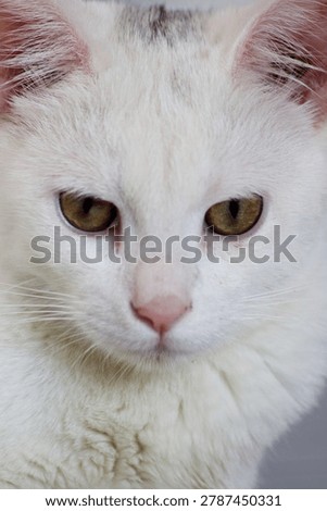 the close-up portrait features the face of a fluffy white cat. its thick, clean fur blends perfectly with the soft lighting. the image focuses on the cat's pair of clear eyes, staring with a graceful and mysterious gaze.