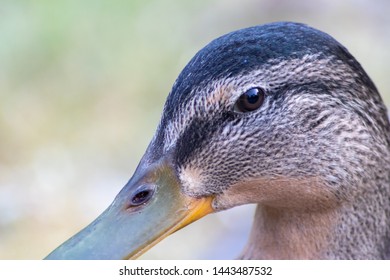 Duck Eyes Images Stock Photos Vectors Shutterstock