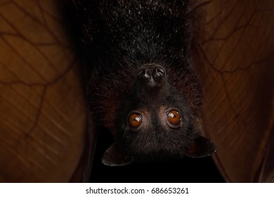 Malay An Flying Fox Images Stock Photos Vectors Shutterstock