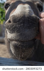  Close-up portrait of a friendly donkey muzzle with soft natural light and human hand, showing animal affection, farm life, countryside and gentle interaction with domestic animal.

