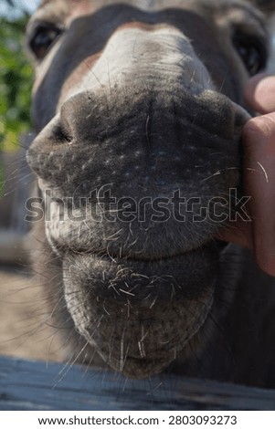  Close-up portrait of a friendly donkey muzzle with soft natural light and human hand, showing animal affection, farm life, countryside and gentle interaction with domestic animal.

