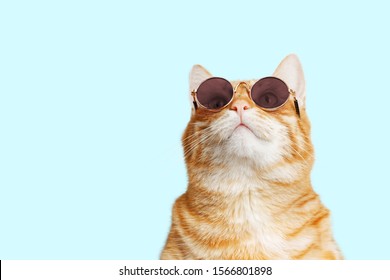 Closeup portrait of funny ginger cat wearing sunglasses and looking up isolated on light cyan. Copyspace. - Shutterstock ID 1566801898