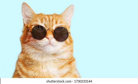 Closeup portrait of funny ginger cat wearing sunglasses isolated on light cyan. Copyspace.