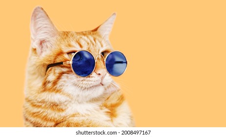 Closeup portrait of funny ginger cat wearing blue sunglasses isolated on light orange background. Copyspace.