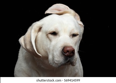 Close-up Portrait Of Funny Labrador Retriever Dog Shake Head, With Flying Ears, On Isolated Black Background, Front View