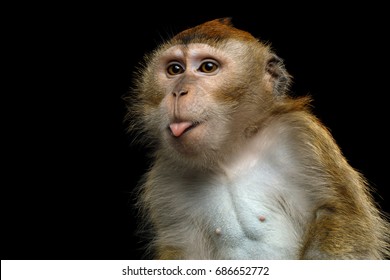 Close-up Portrait of Funny Long-tailed macaque or Crab-eating Monkey ape, showing tongue on Isolated Black Background