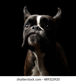 Close-up Portrait of Funny Purebred Boxer Dog Brown with White Fur Color surprised Looks in Camera Isolated on Black Background