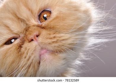 Close-up Portrait Of A Funny Red Persian Breed Cat