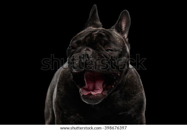 yelling french bulldog