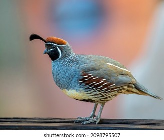 Closeup portrait of a Gambel's Quail with a softly depicted, Southwestern colored background, in Phoenix, Arizona.