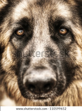 Closeup portrait of german shepherd, cute adult domestic animal, best friend for human, beautiful pedigreed dog face