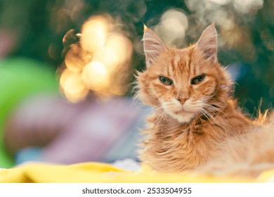 A close-up portrait of a ginger cat with green eyes in an outdoor setting - Powered by Shutterstock