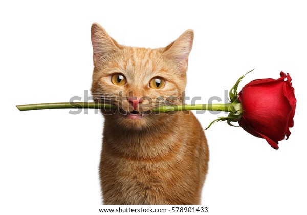 closeup-portrait-ginger-cat-lover-w-