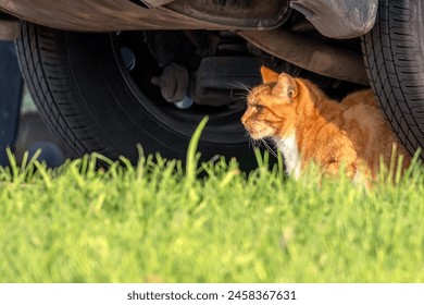 Close-up portrait of a ginger cat resting under a car, taking in the morning sun, and actively scanning the surroundings. - Powered by Shutterstock