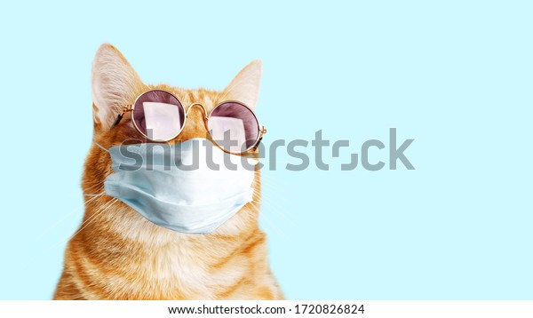 orange cat with sunglasses