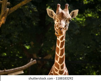 Closeup portrait of a giraffe in a zoo dark background