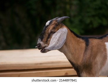 A close-up portrait of a goat against the background of nature, a stylized picture. An art object in a stylized interior. selective focusing, space for copying.