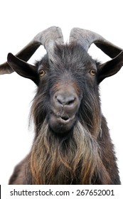 83 Confused goat Images, Stock Photos & Vectors | Shutterstock