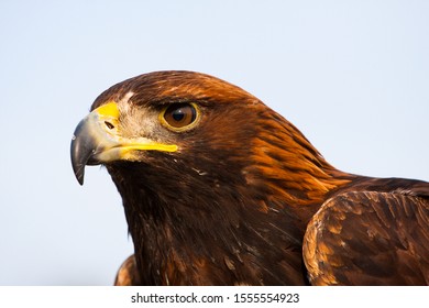 Royalty Free Golden Eagle Stock Images Photos Vectors