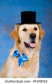 Closeup portrait of Golden Retriever with black top hat on mottled blue background fabric