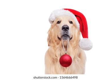 Close-up portrait of a golden retriever with a Christmas hat on head