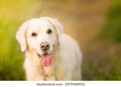 Close-up portrait of a golden retriever on a green-brown background. Portrait of a dog in nature - Powered by Shutterstock