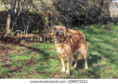 Close-up portrait of a golden retriever sitting in a grassy field. Tired golden retriever with tongue out. Selective focus.