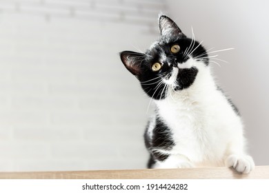 Close-up portrait of a gorgeous black and white cat, bottom view. Playful black kitten with white chest and mustache on a light gray background. Pet Day, World Cat Day. Copy space. - Shutterstock ID 1914424282