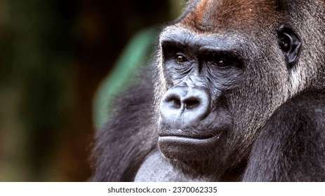 Close-up portrait of a gorilla with a wistful expression  - Powered by Shutterstock