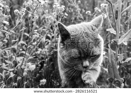 A close-up portrait of a gray cat exploring a lush green meadow, surrounded by wild plants and flowers in natural outdoor light. The cat’s golden eyes and detailed fur are sharply visible against a softly blurred natural background, creating a peaceful and curious wildlife-inspired scene.
Black and white.
