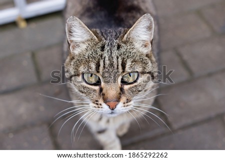 Similar – Cat Close-Up Animal Pet