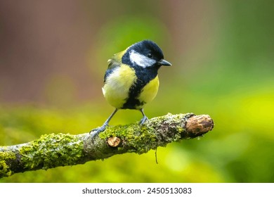 Closeup portrait of a Great tit bird, Parus Major, perched on wood in bright sunlight - Powered by Shutterstock