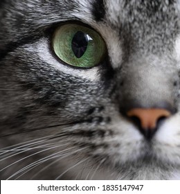 Close-up portrait of green eye of American shorthair cat of grey color.