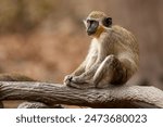 Close-up portrait of a green monkey (Chlorocebus sabaeus), sitting on a log in the wild in Gambia (Africa)