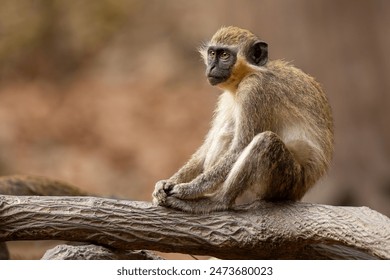 Close-up portrait of a green monkey (Chlorocebus sabaeus), sitting on a log in the wild in Gambia (Africa)