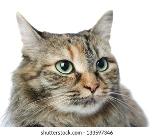 Close-up portrait of green-eyed Siberian cat. looking away. isolated on white background