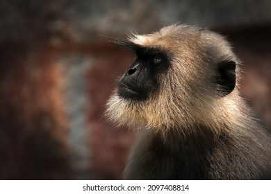 Close-up portrait of a grey langur monkey in a temple in Hampi, India